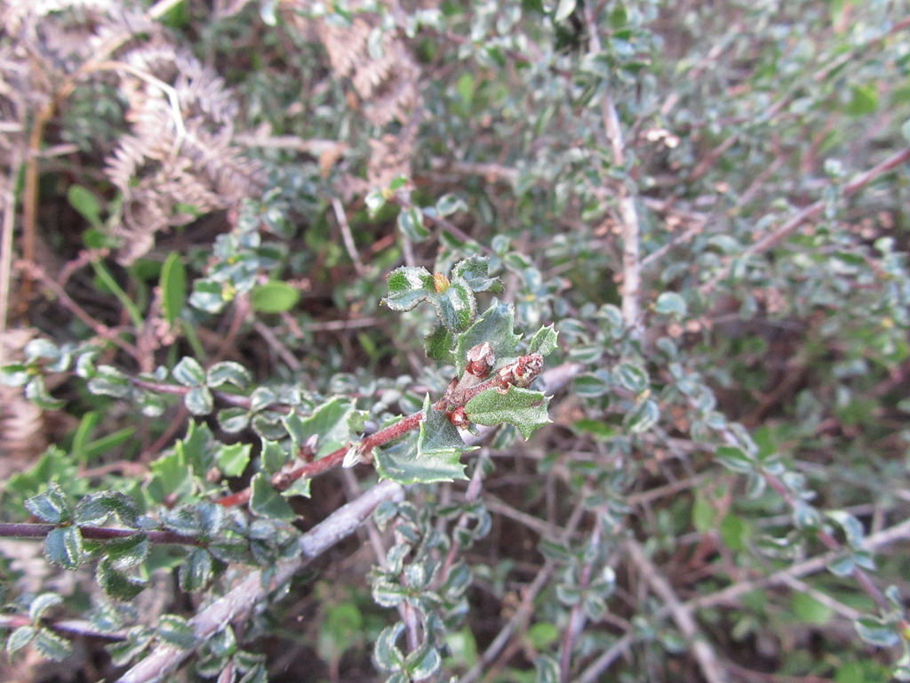 Desert ceanothus