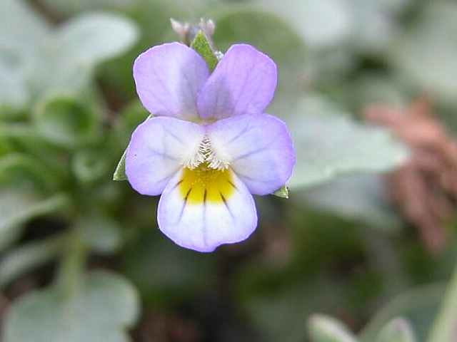 Dwarf pansy