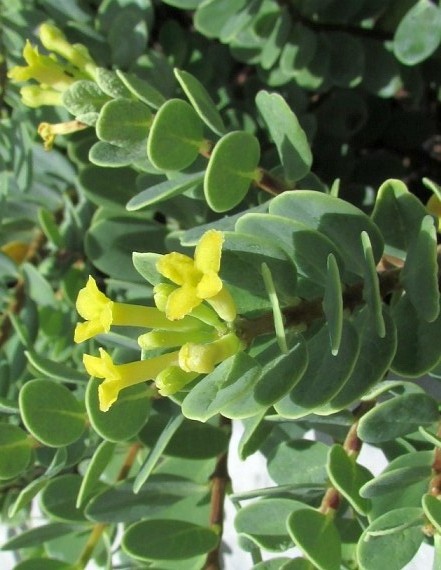 Bearberry