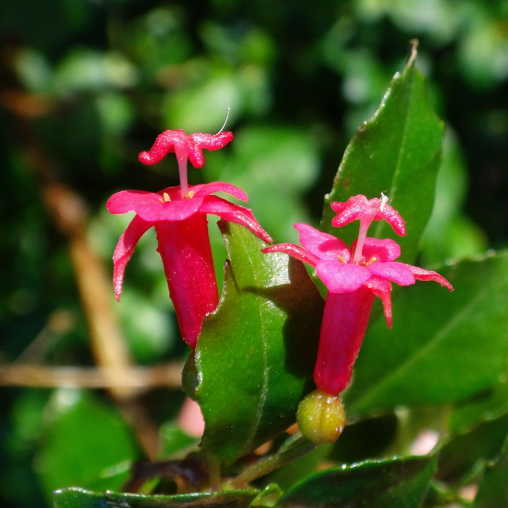 Admirable fuchsia