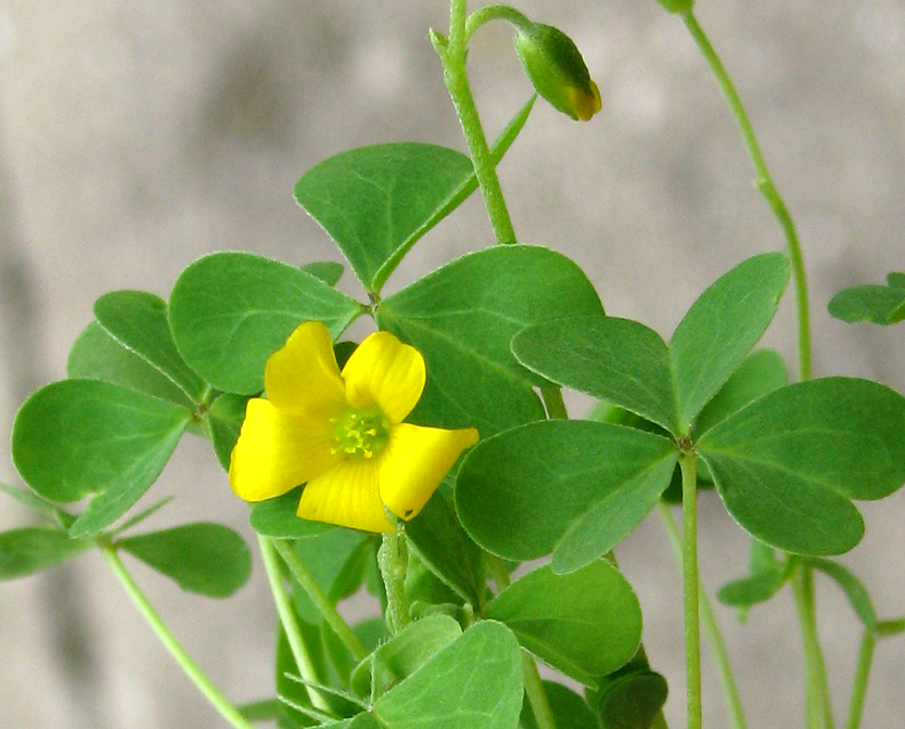 Southern woodsorrel