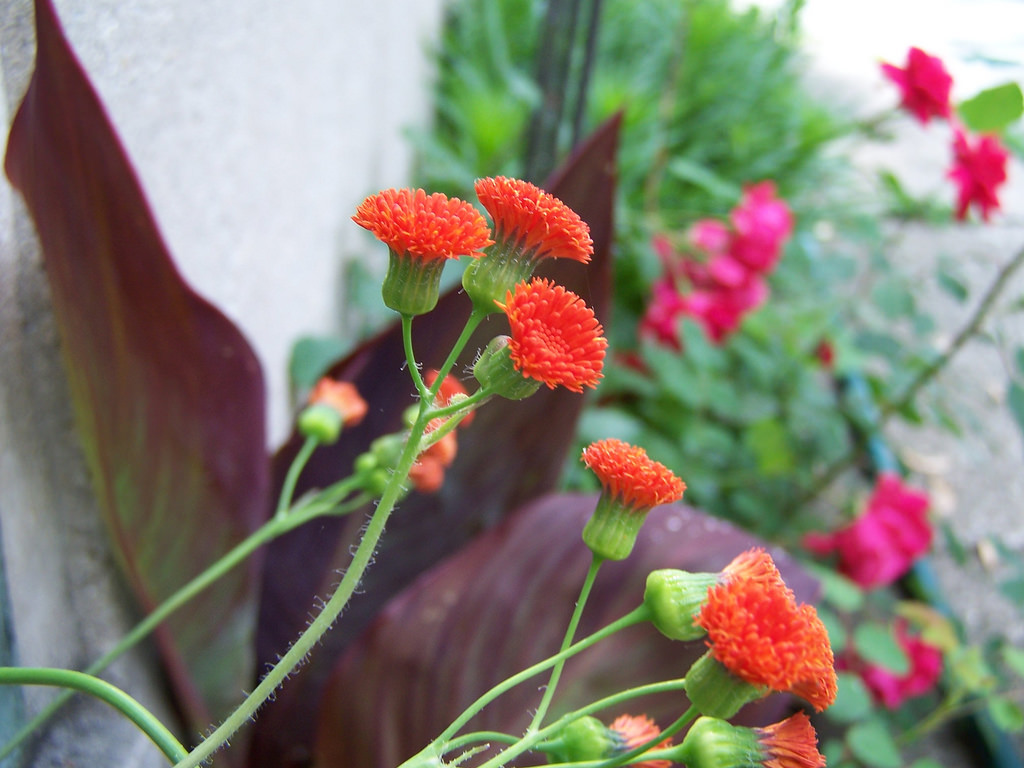 Florida tasselflower