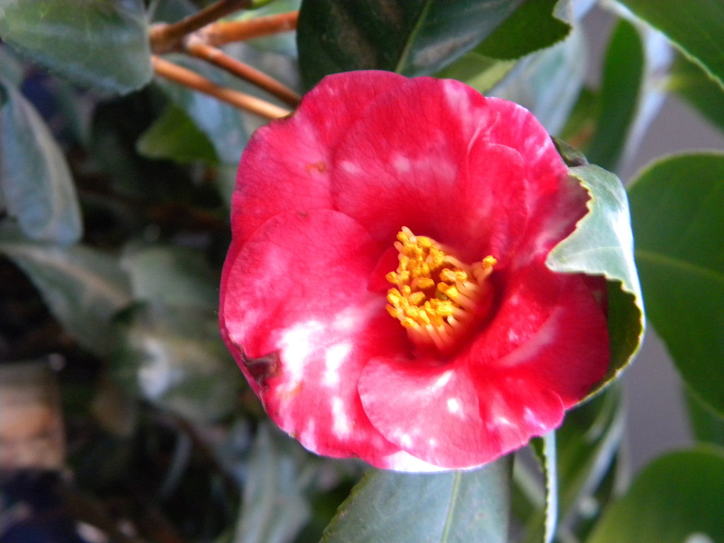 Rose cactus
