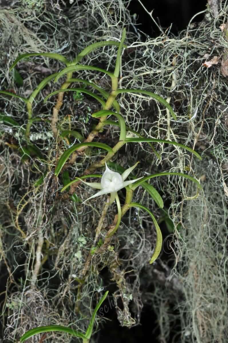 Cilaos angraecum
