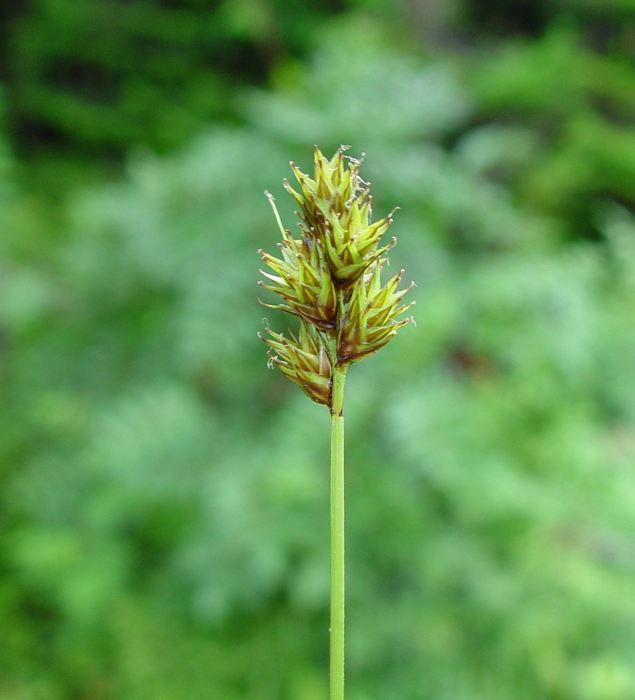 Dyed sedge