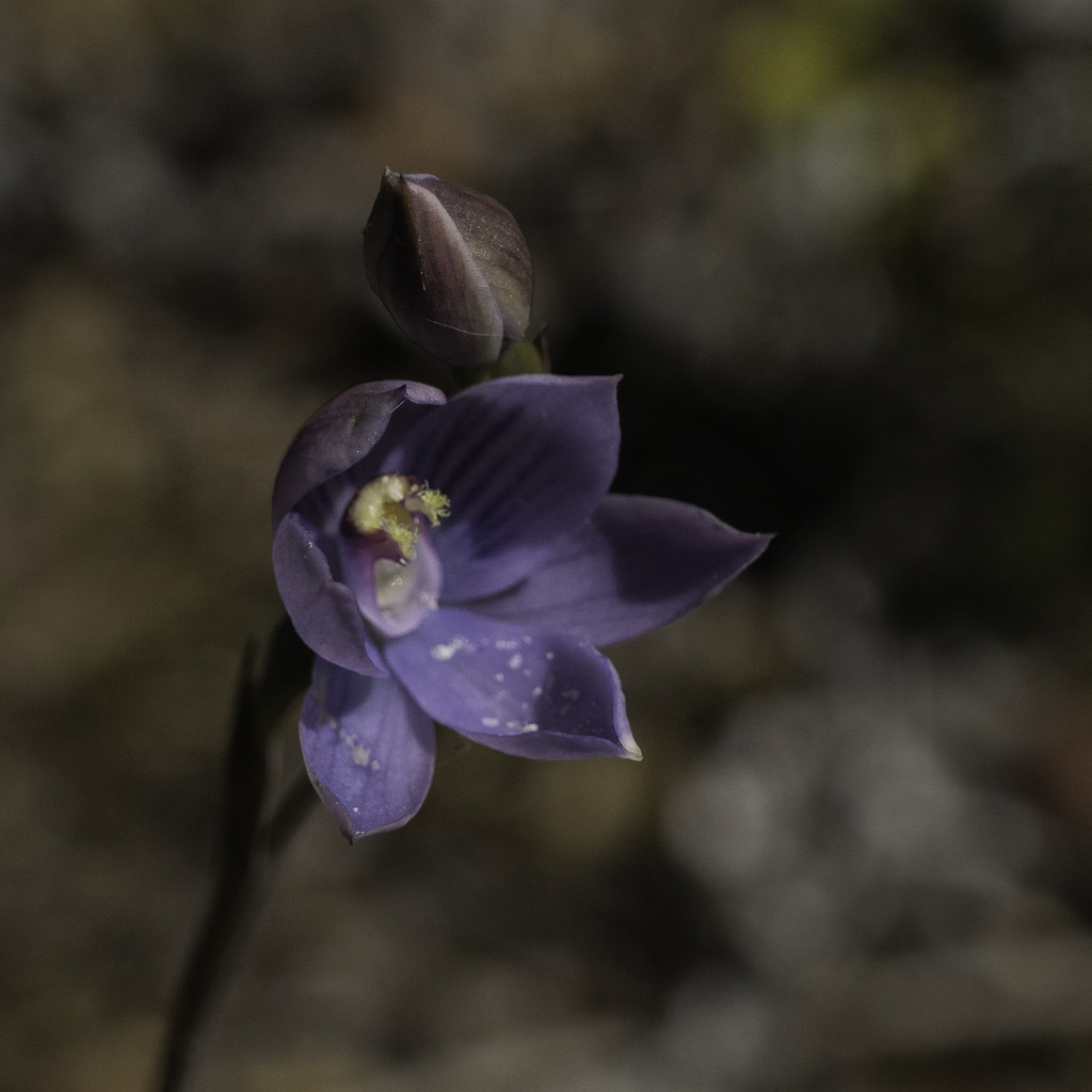 Sun orchid