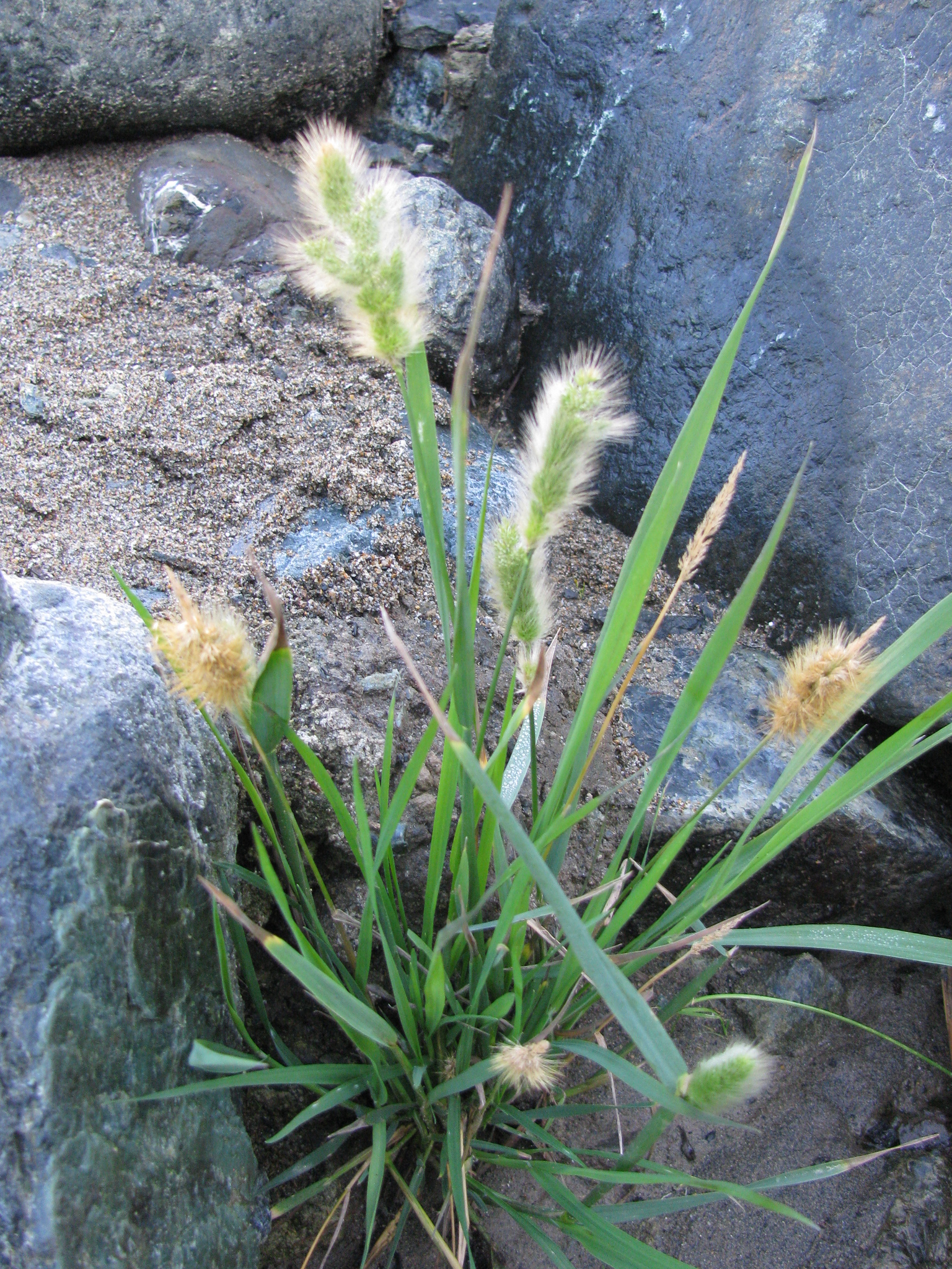 Annual beard grass