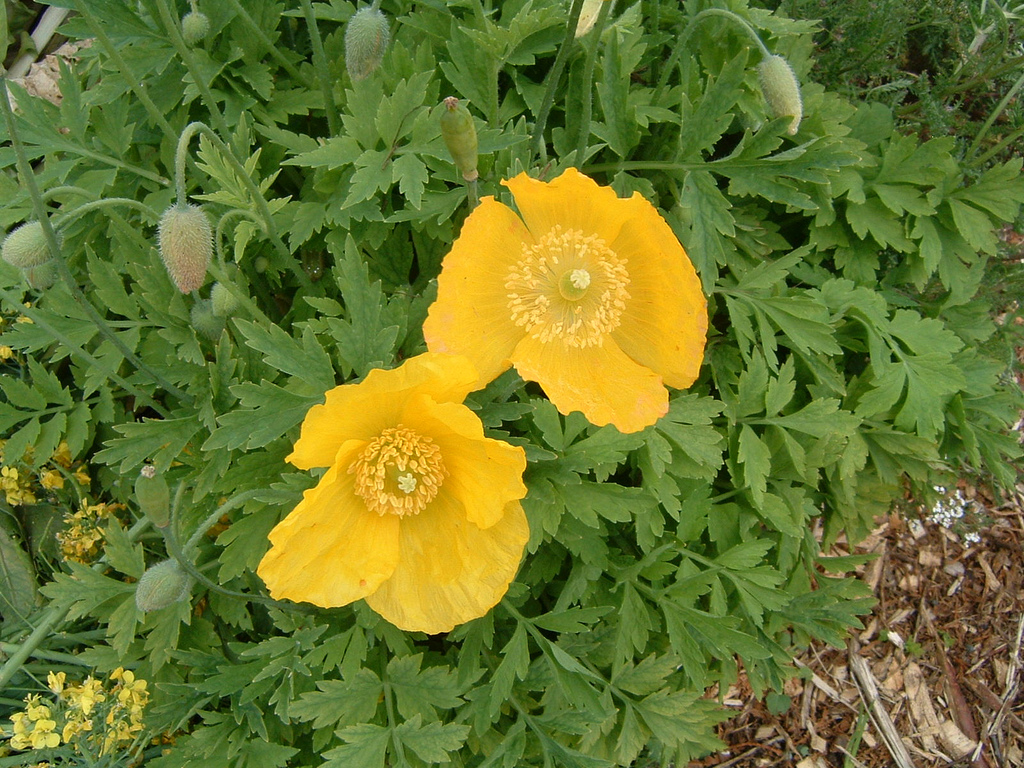 How to care for Welsh poppy - Complete Plant Care Guide | PlantSnap -  Plantsnap - Identify Plants, Trees, Mushrooms With An App