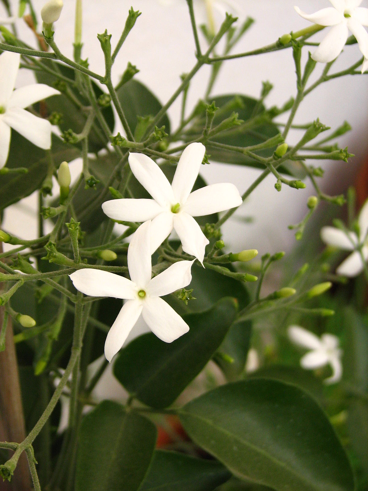 How to care for Azores jasmine - Complete Plant Care Guide