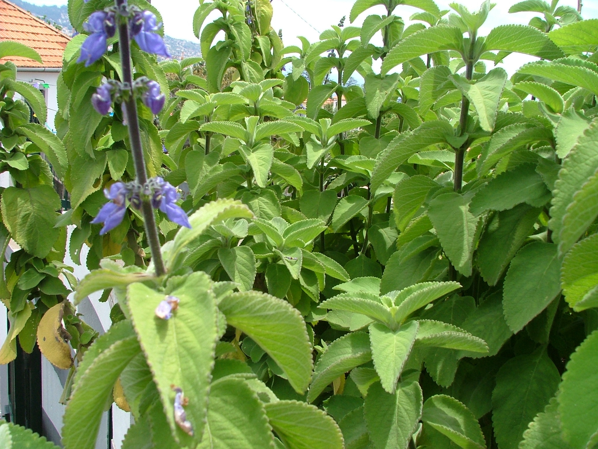 Indian coleus - Plantsnap - Identify Plants, Trees, Mushrooms With An App