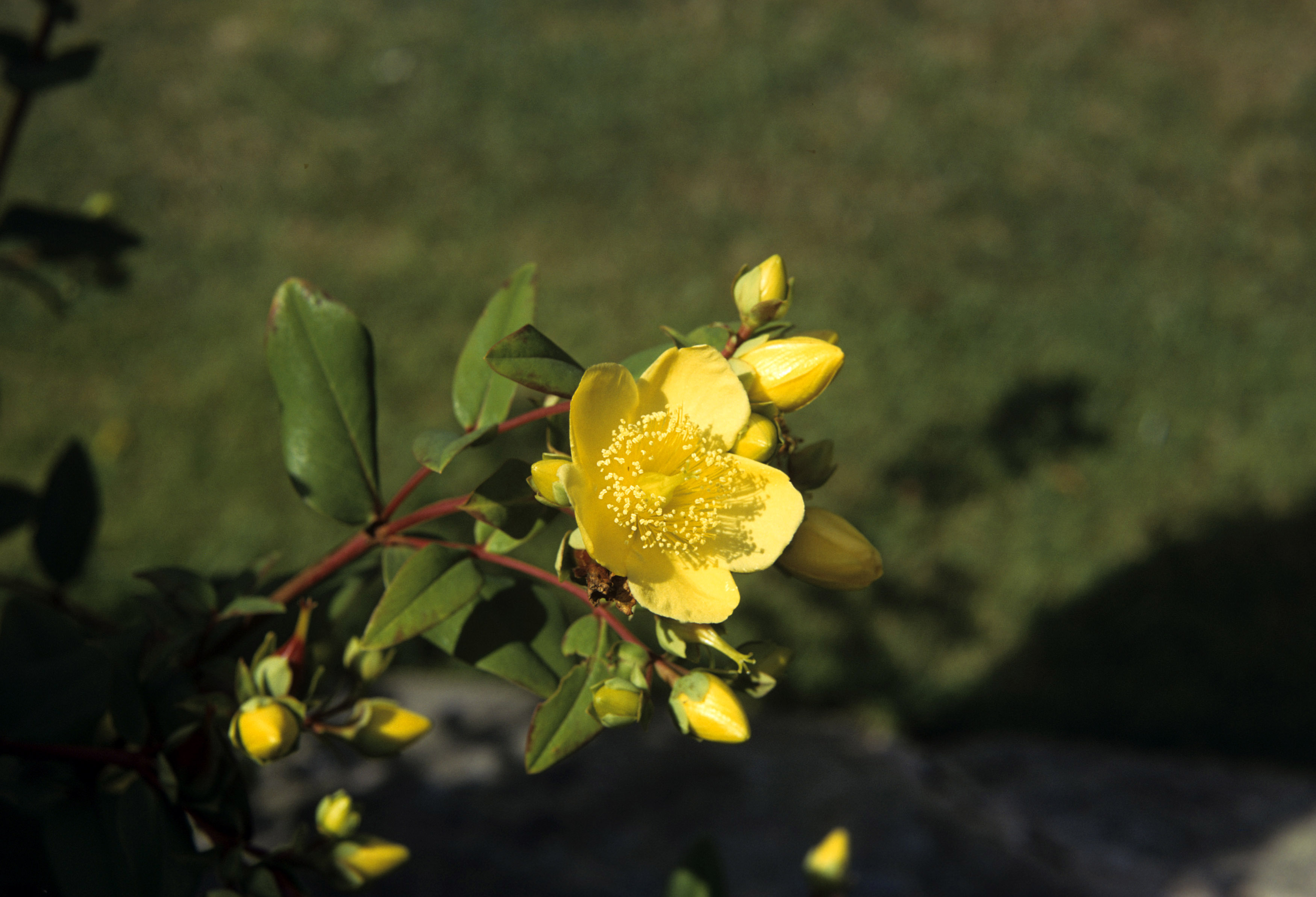 Ural hypericum