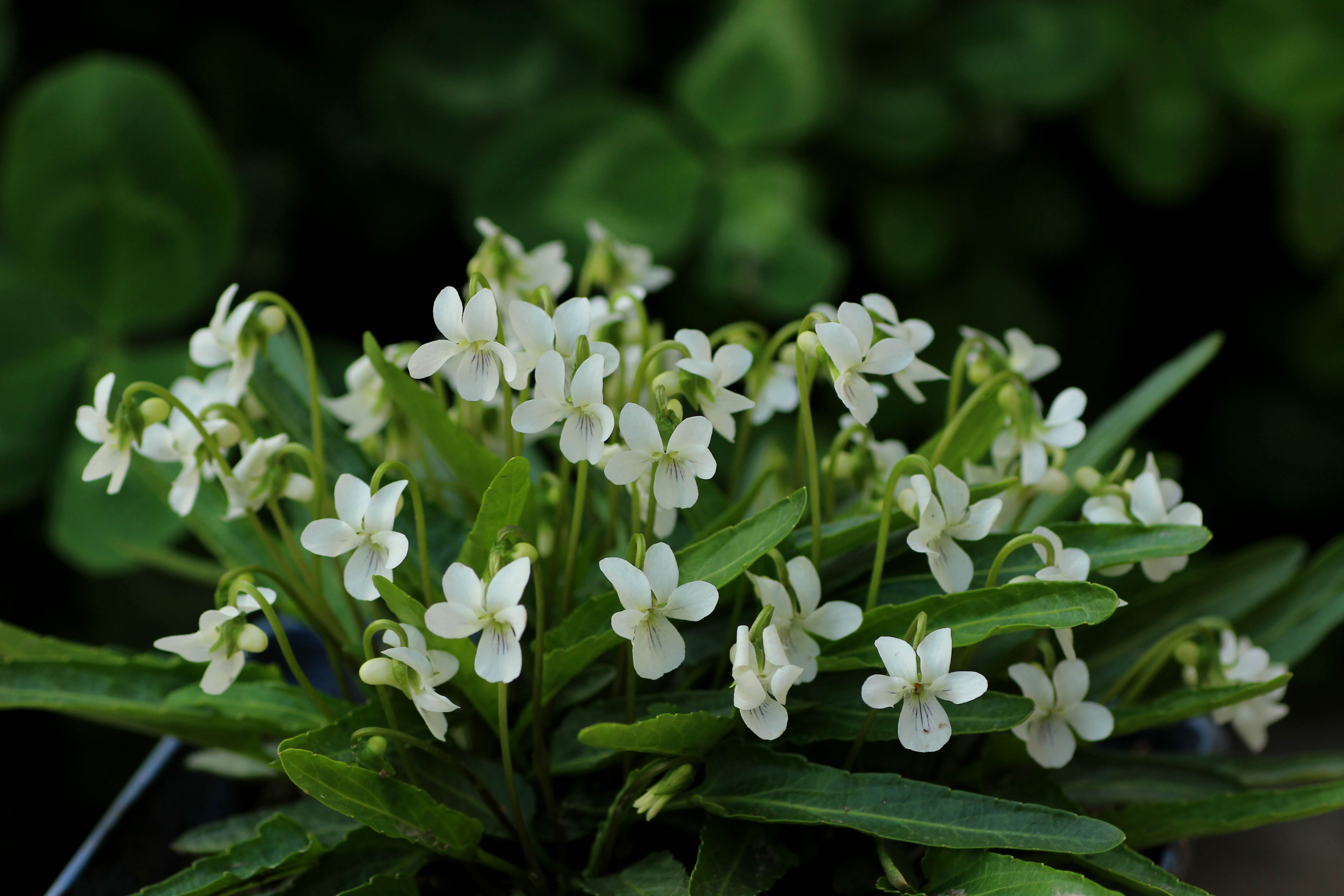 Mountain violet