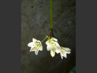False garlic