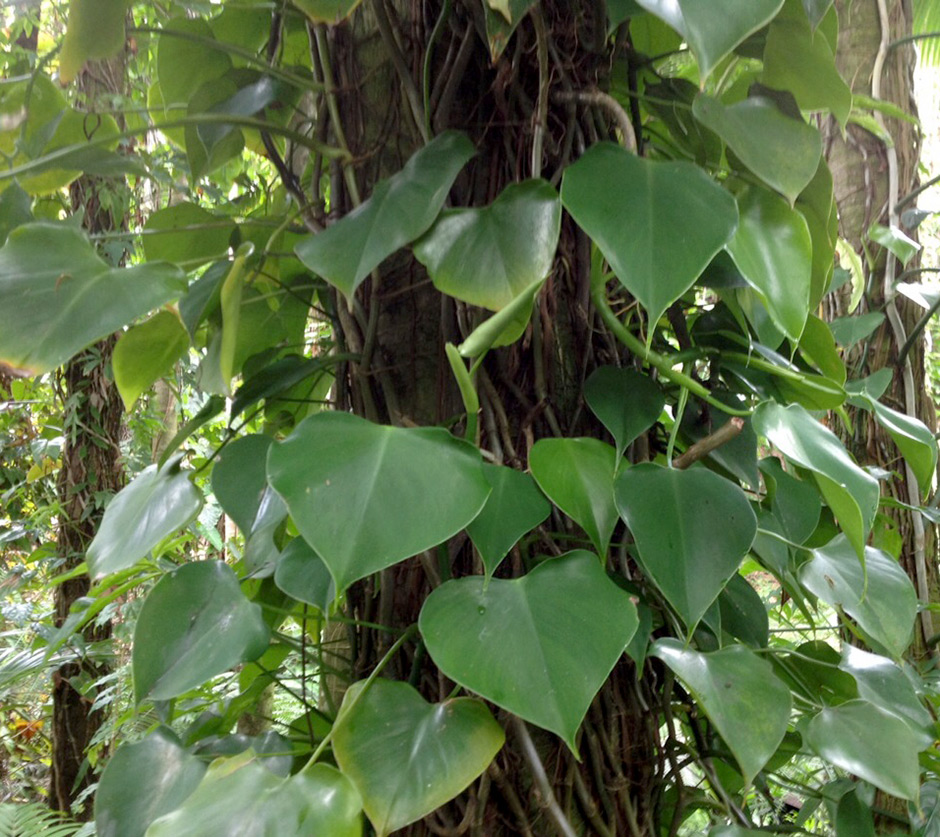 philodendron cobra monstera standleyana Monstera Standleyana main image 0