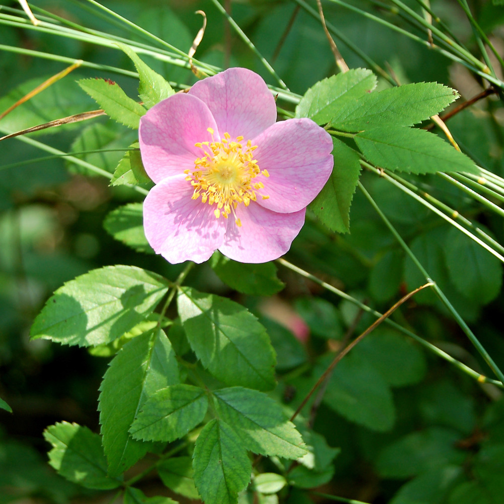 Carolina rose (Rosa carolina) - Image 1 of 10