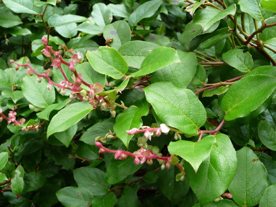 How to care for Salal - Complete Plant Care Guide | PlantSnap - Plantsnap -  Identify Plants, Trees, Mushrooms With An App