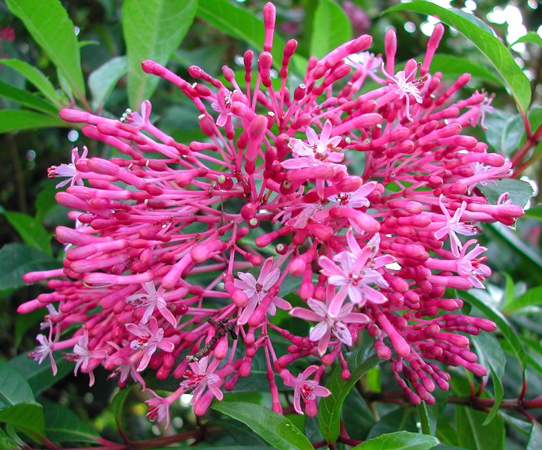 Fuchsia