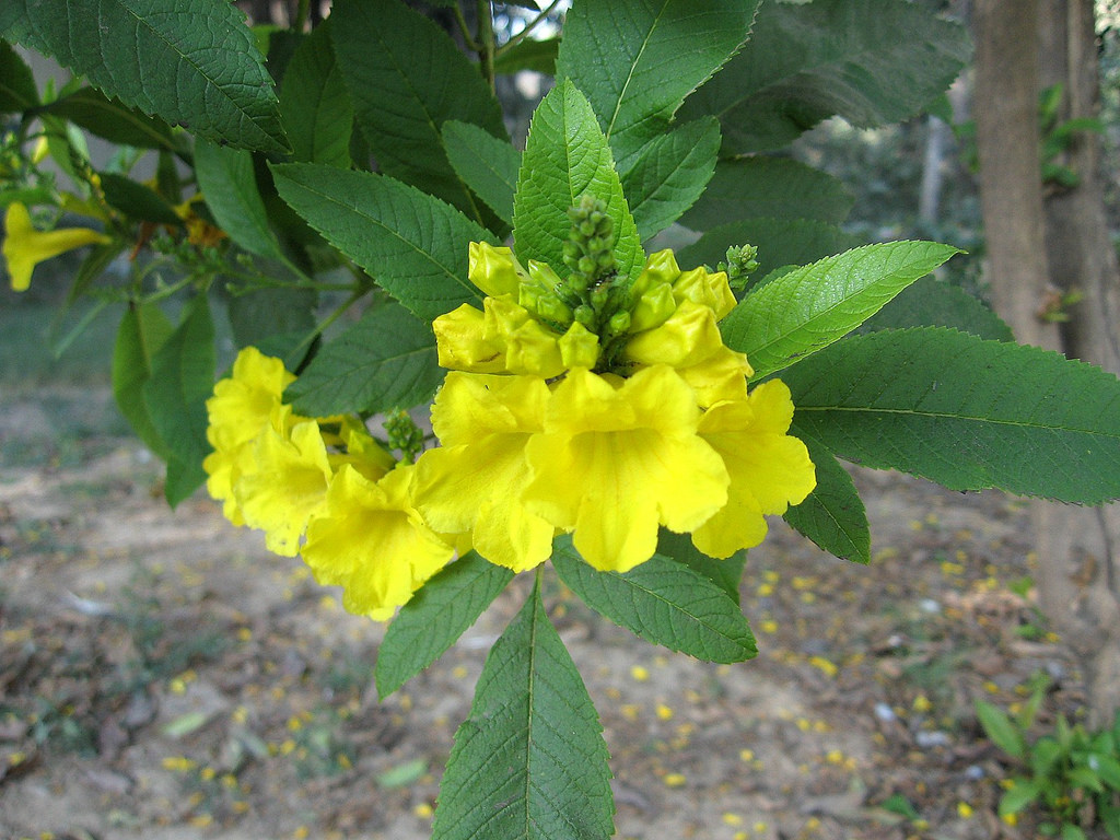 Yellow trumpetbush