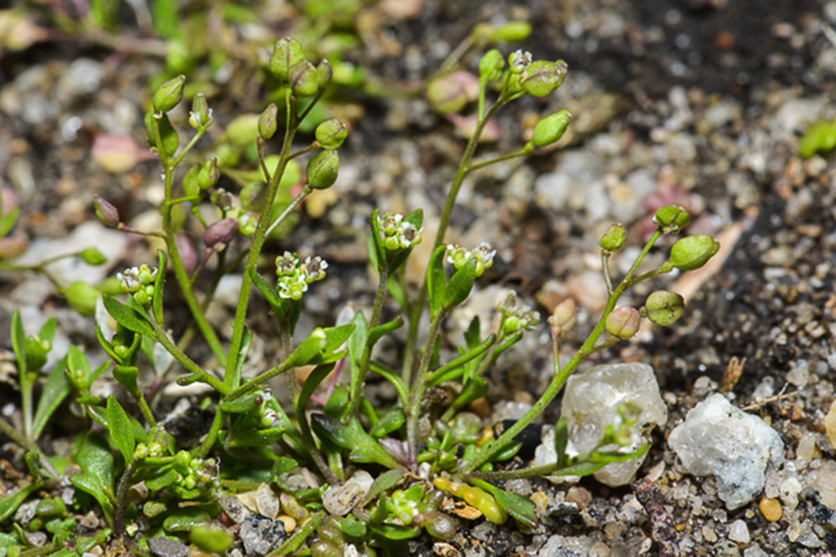 Creeping cress