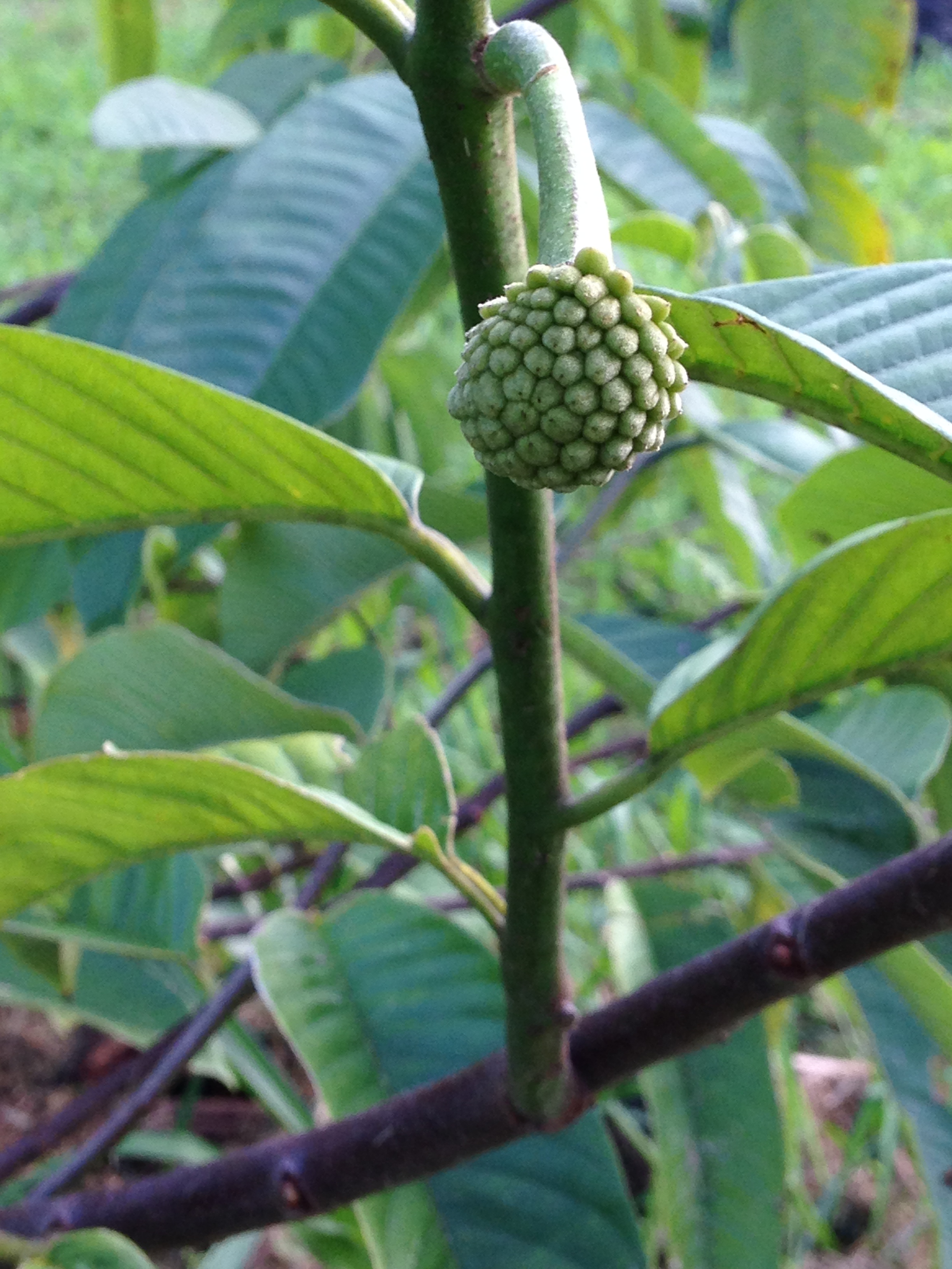 Rollinia