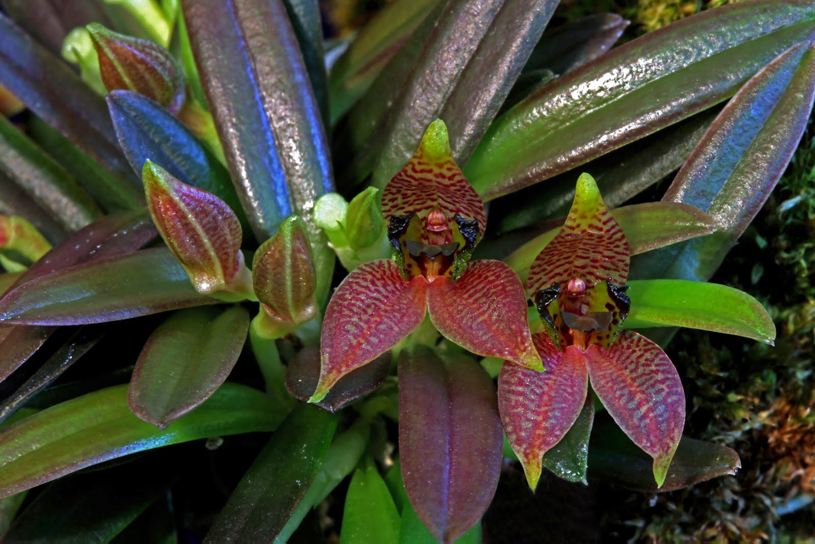 Crested dryadella