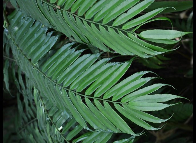 Giant fern