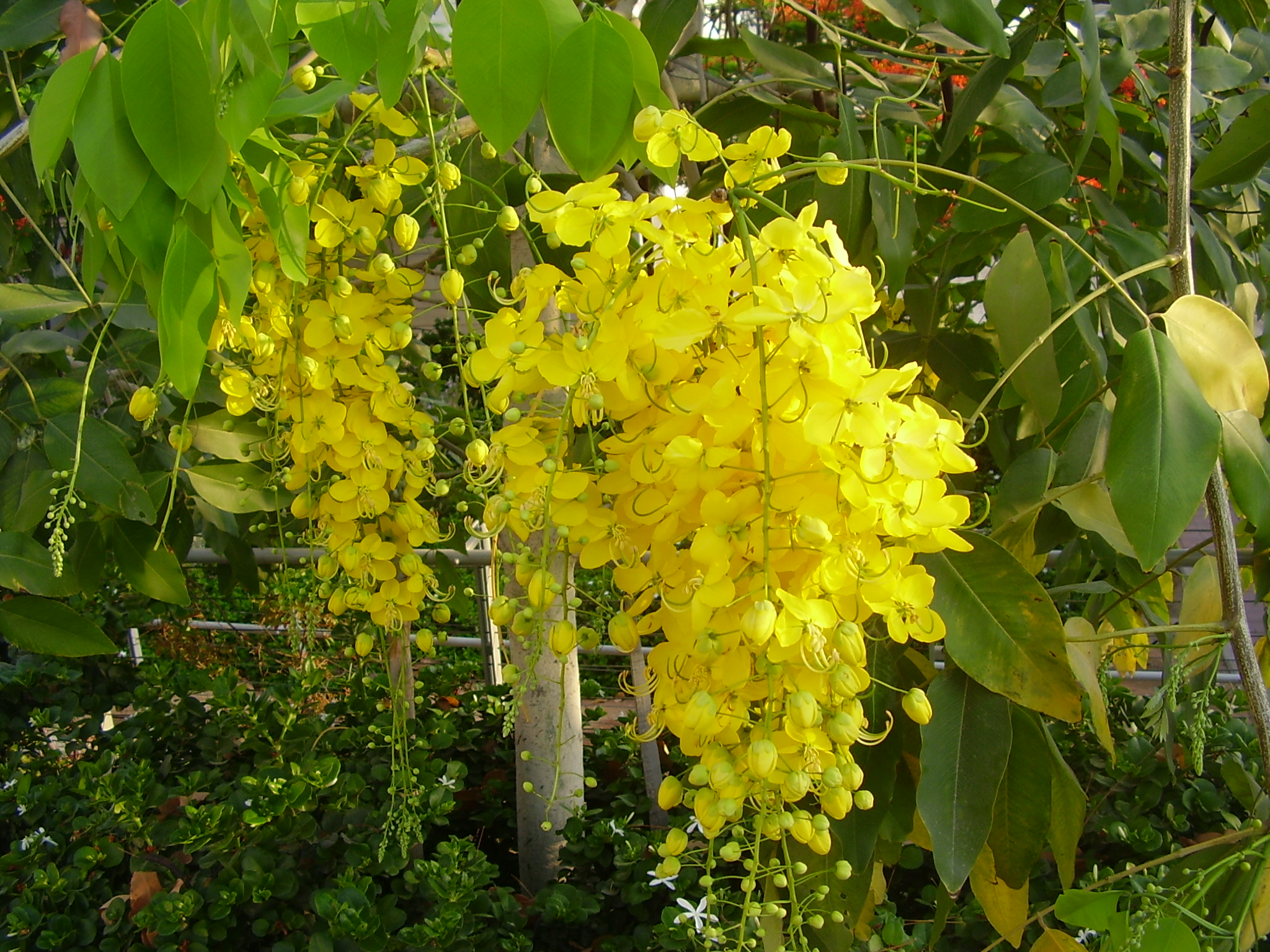Golden shower tree