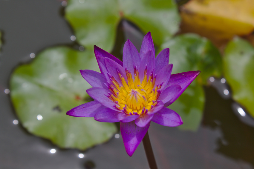 Blue egyptian water lily