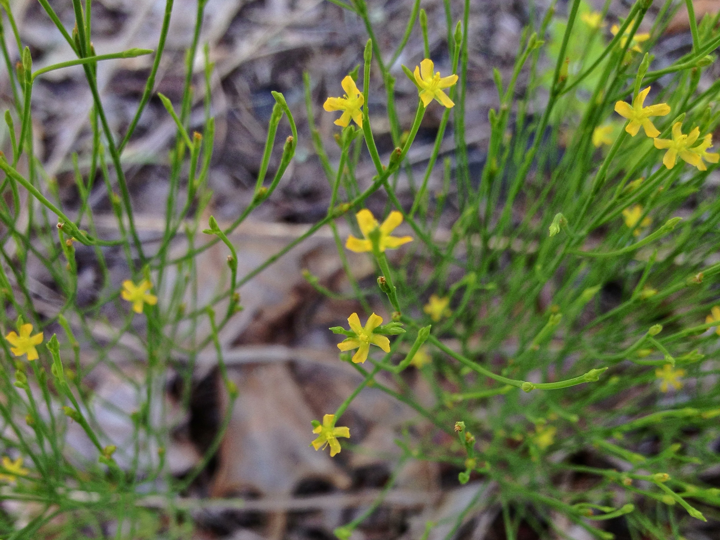 Pineweed