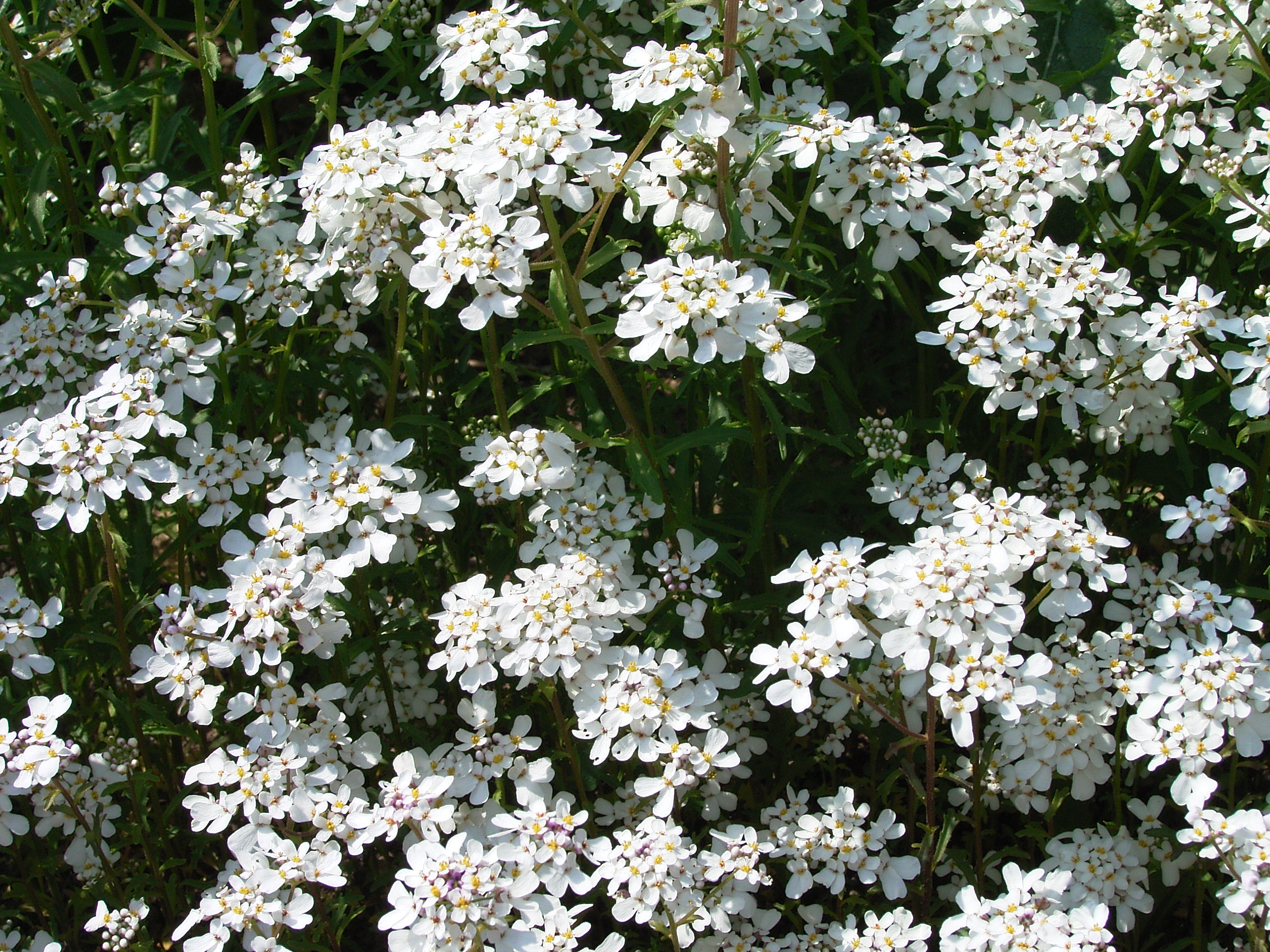 alternanthera aquarium plant Scarlet Temple main image 1