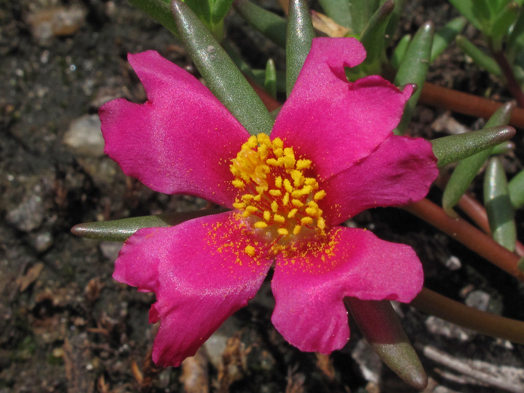 Kohautia biloba
