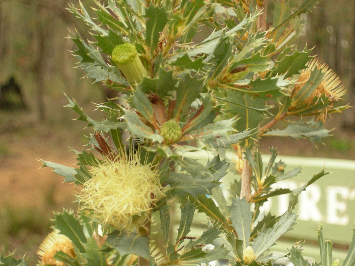 Parrot bush