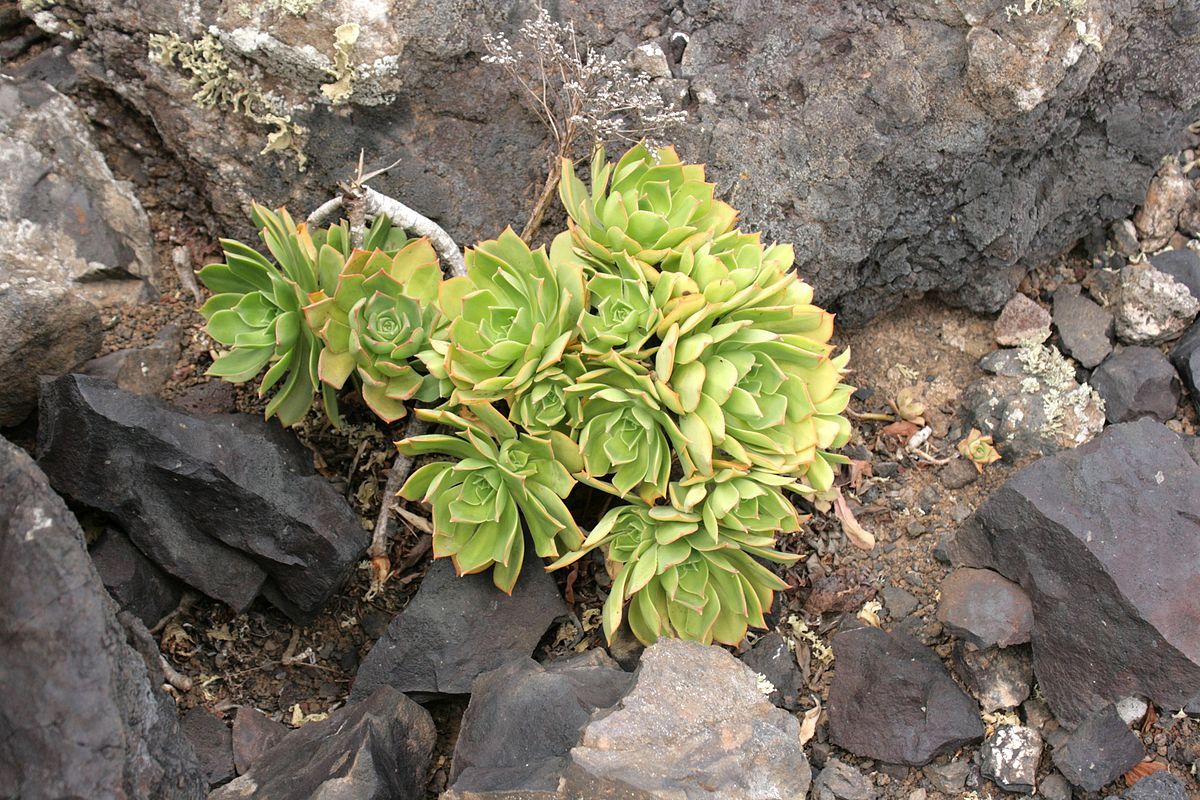 Lanzarote aeonium