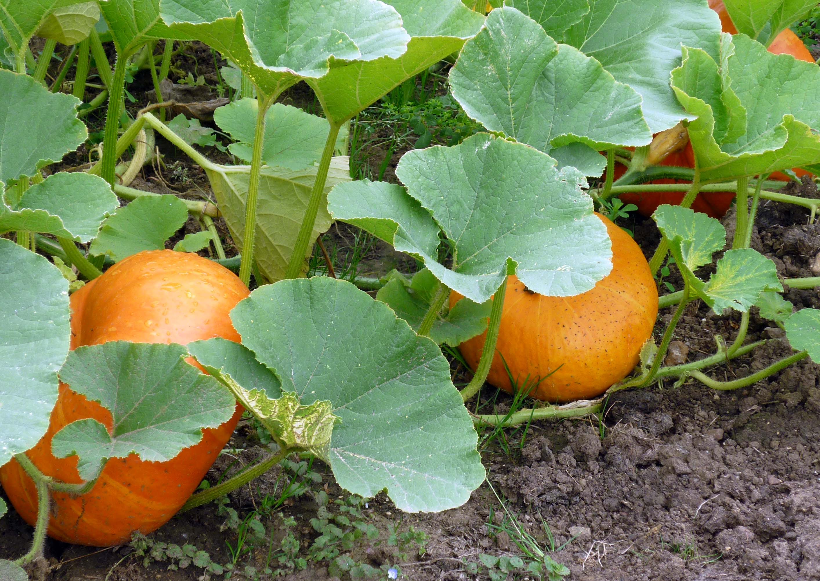 Cushaw pumpkin