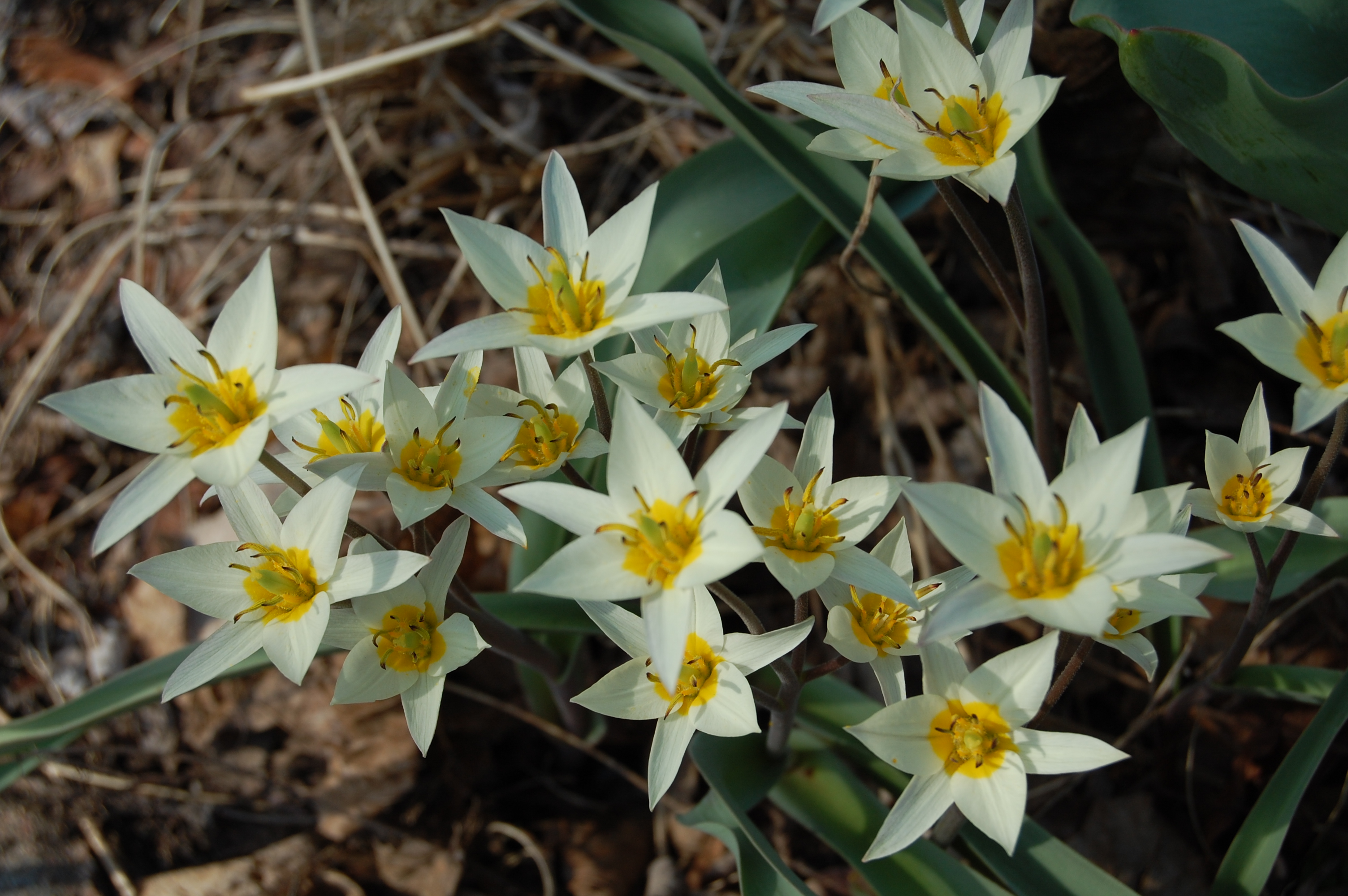 Turkestan tulip