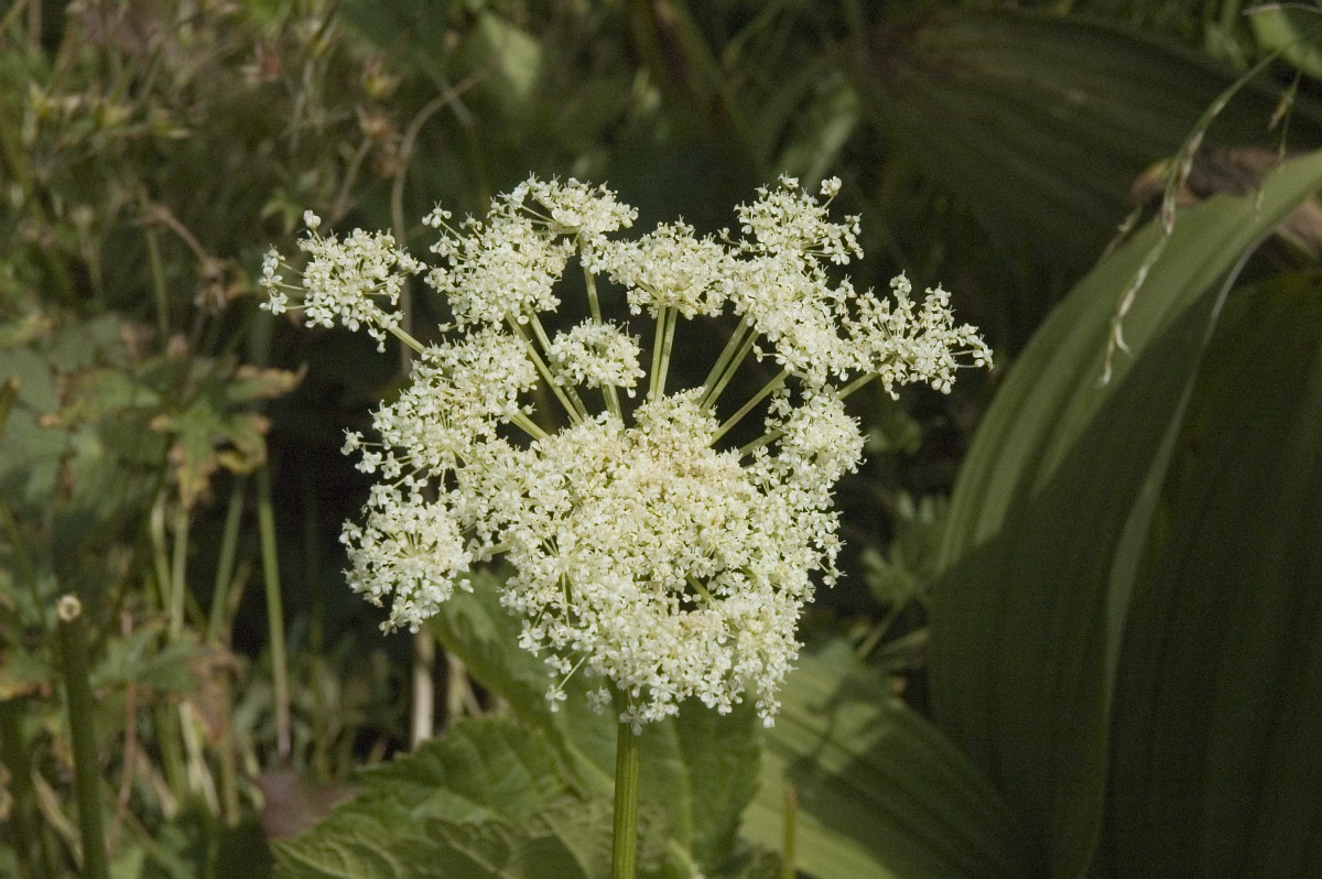 Masterwort