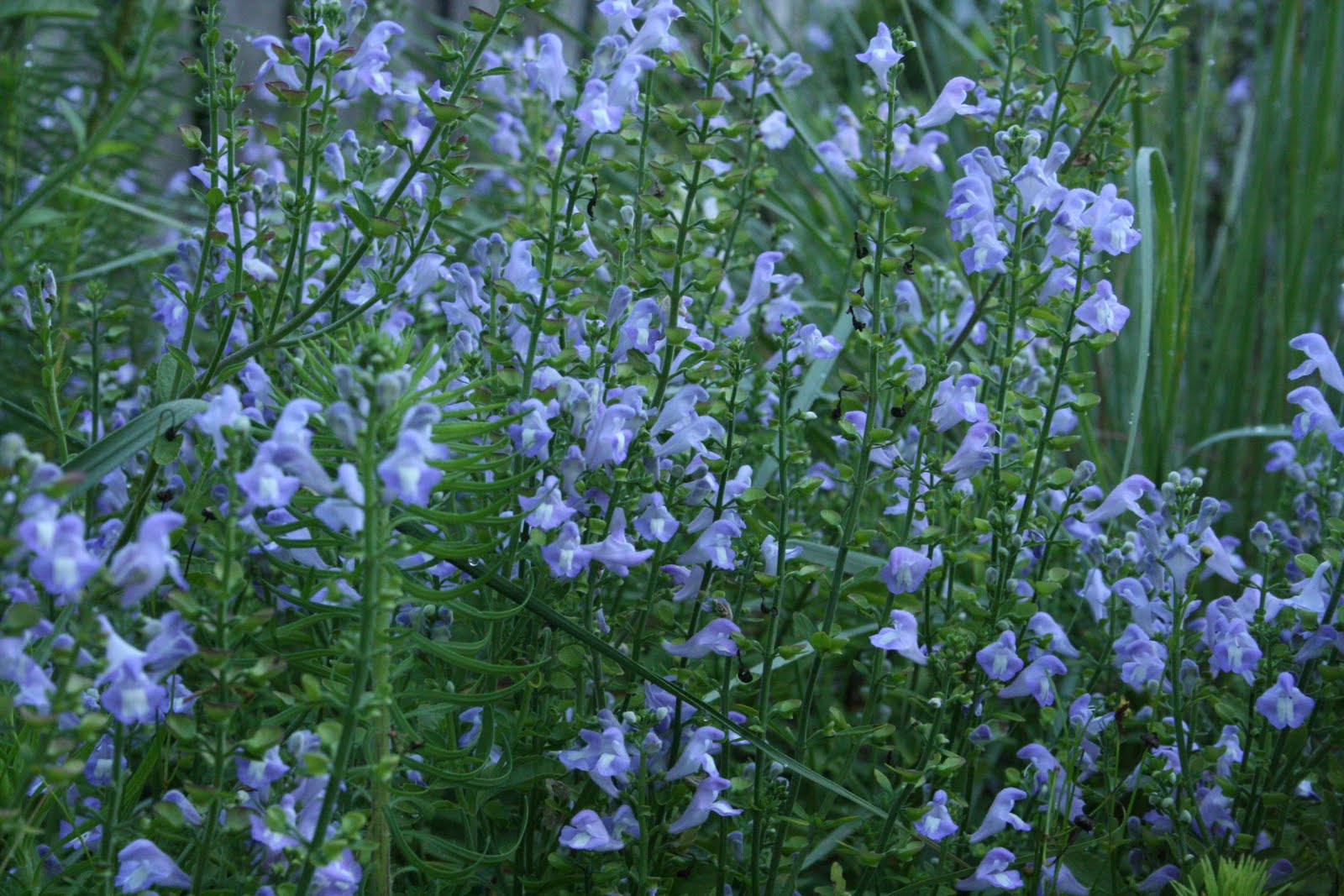 Showy skullcap