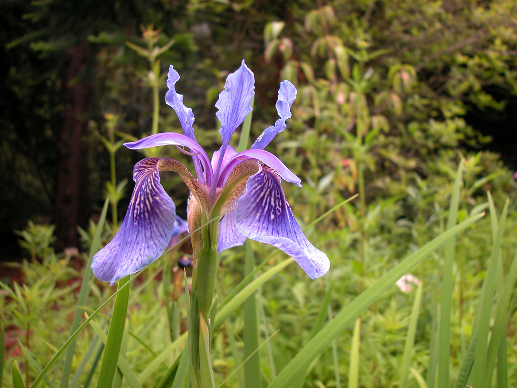 Delavay iris