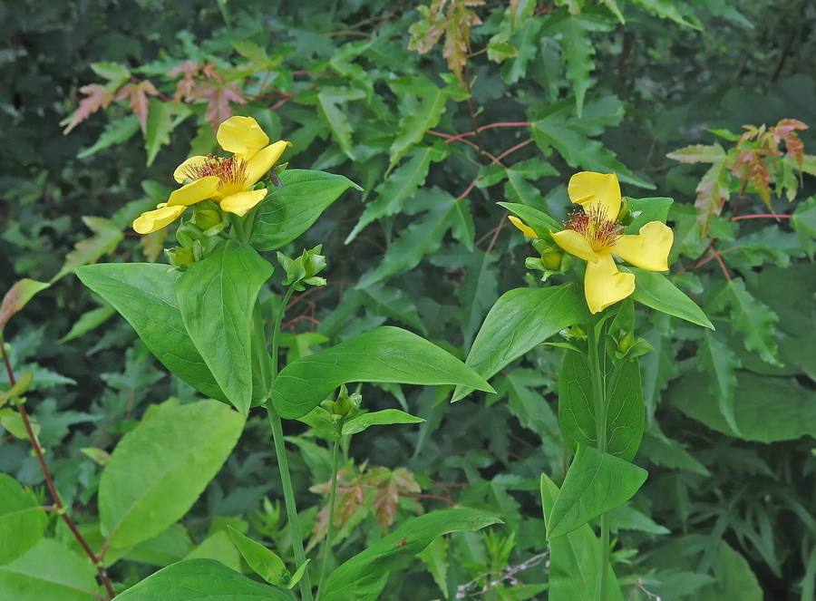 Giant st. john's wort