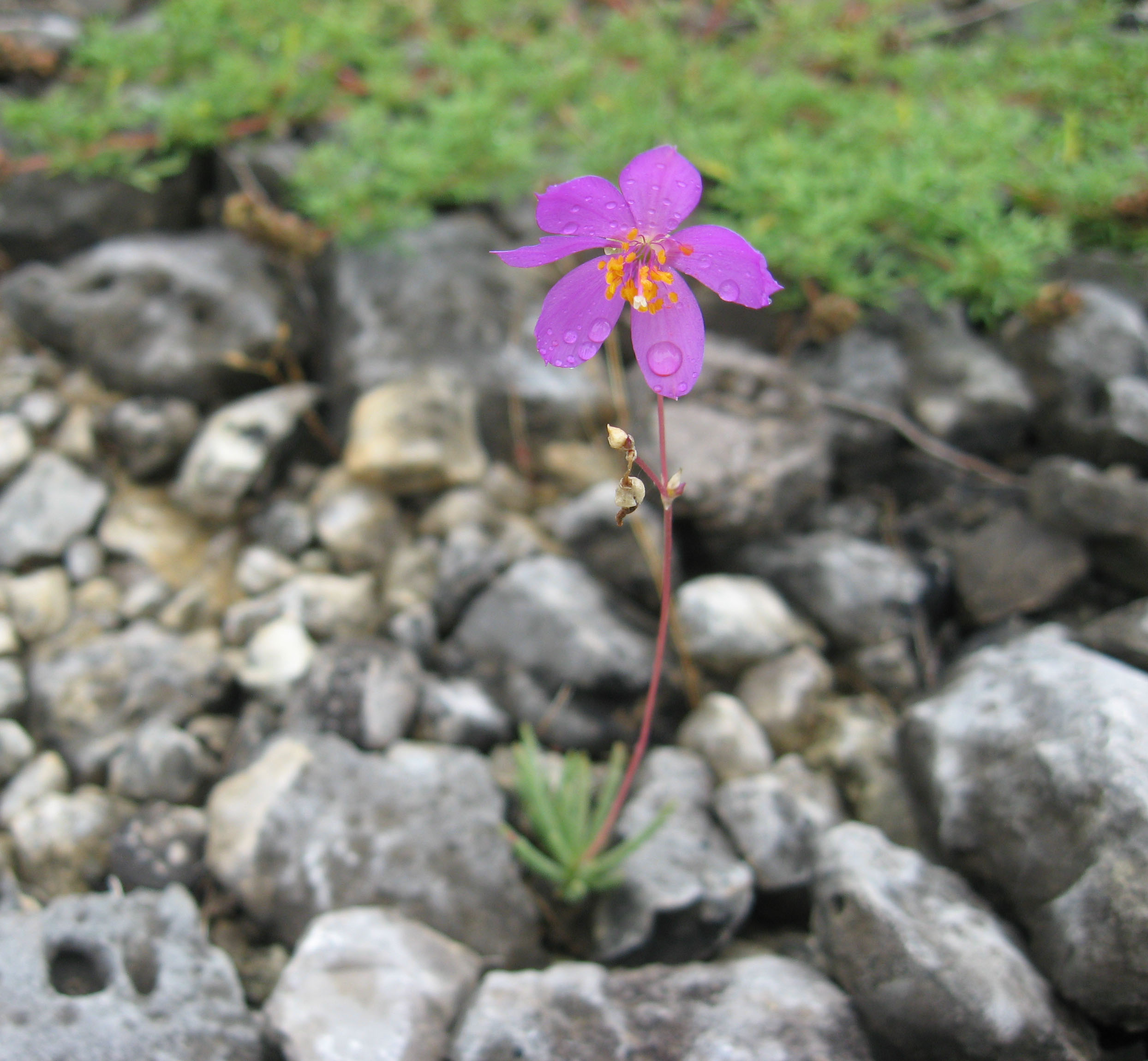 Limestone fameflower