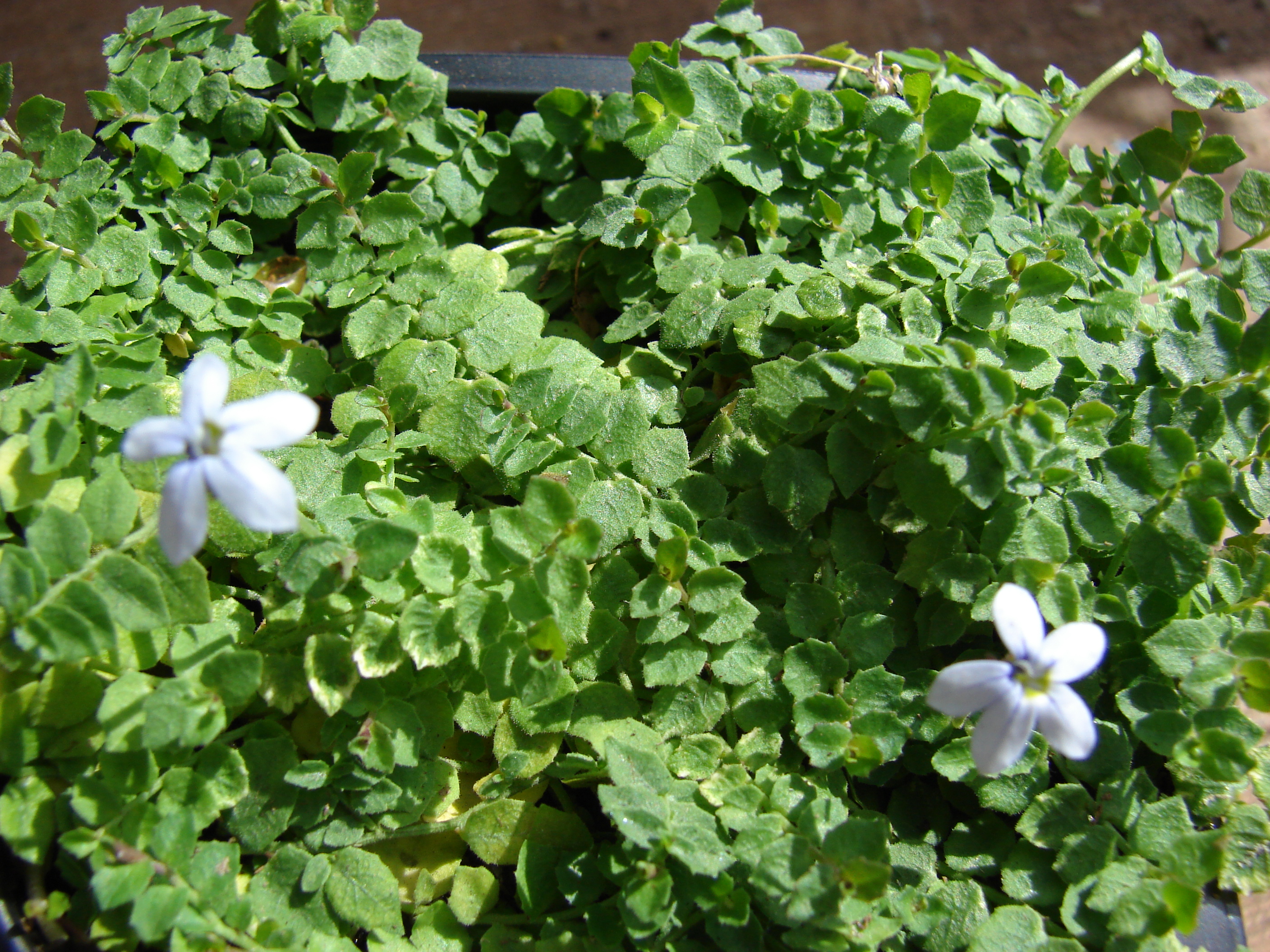 Blue star creeper