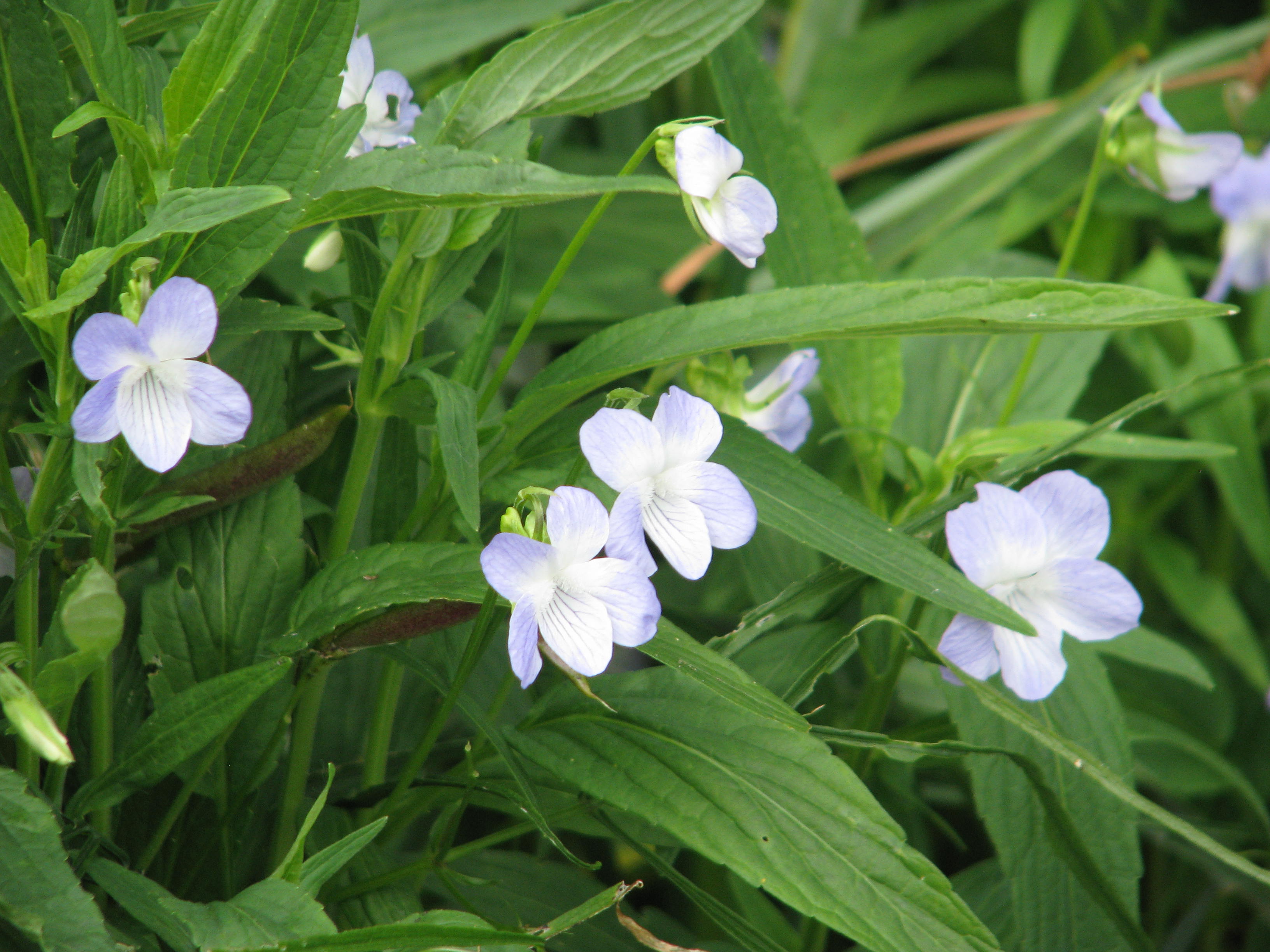 Tall violet