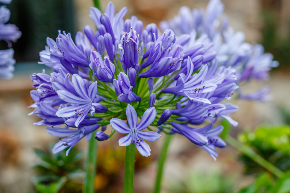 African lily