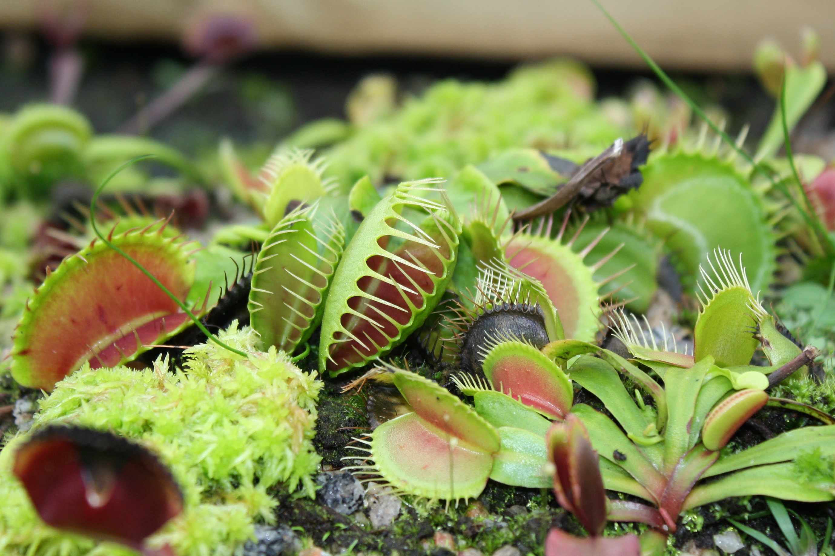 Venus flytrap
