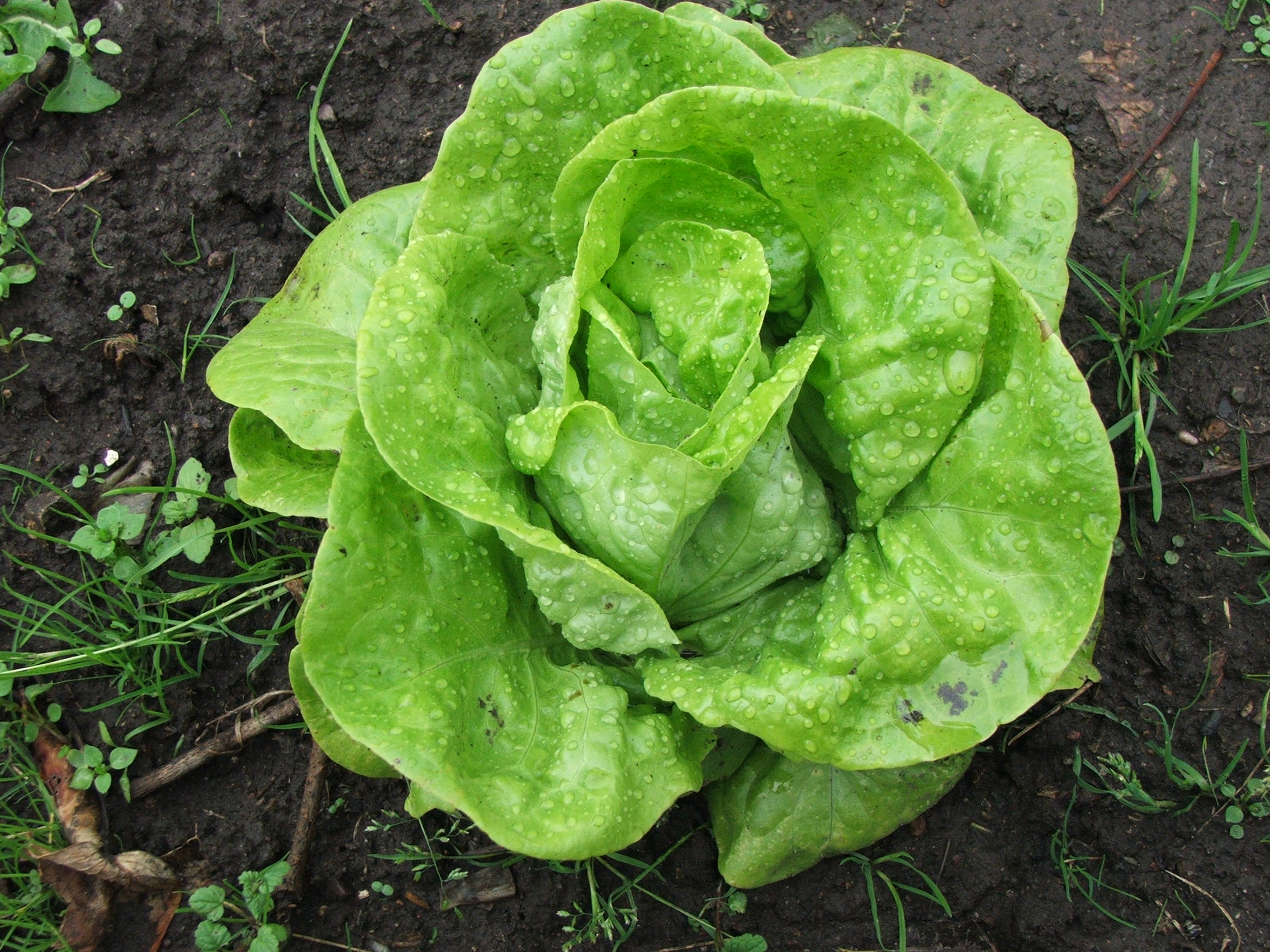 Lettuce