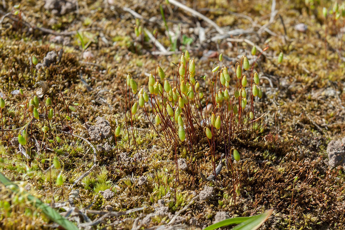 Most abundant bryum moss