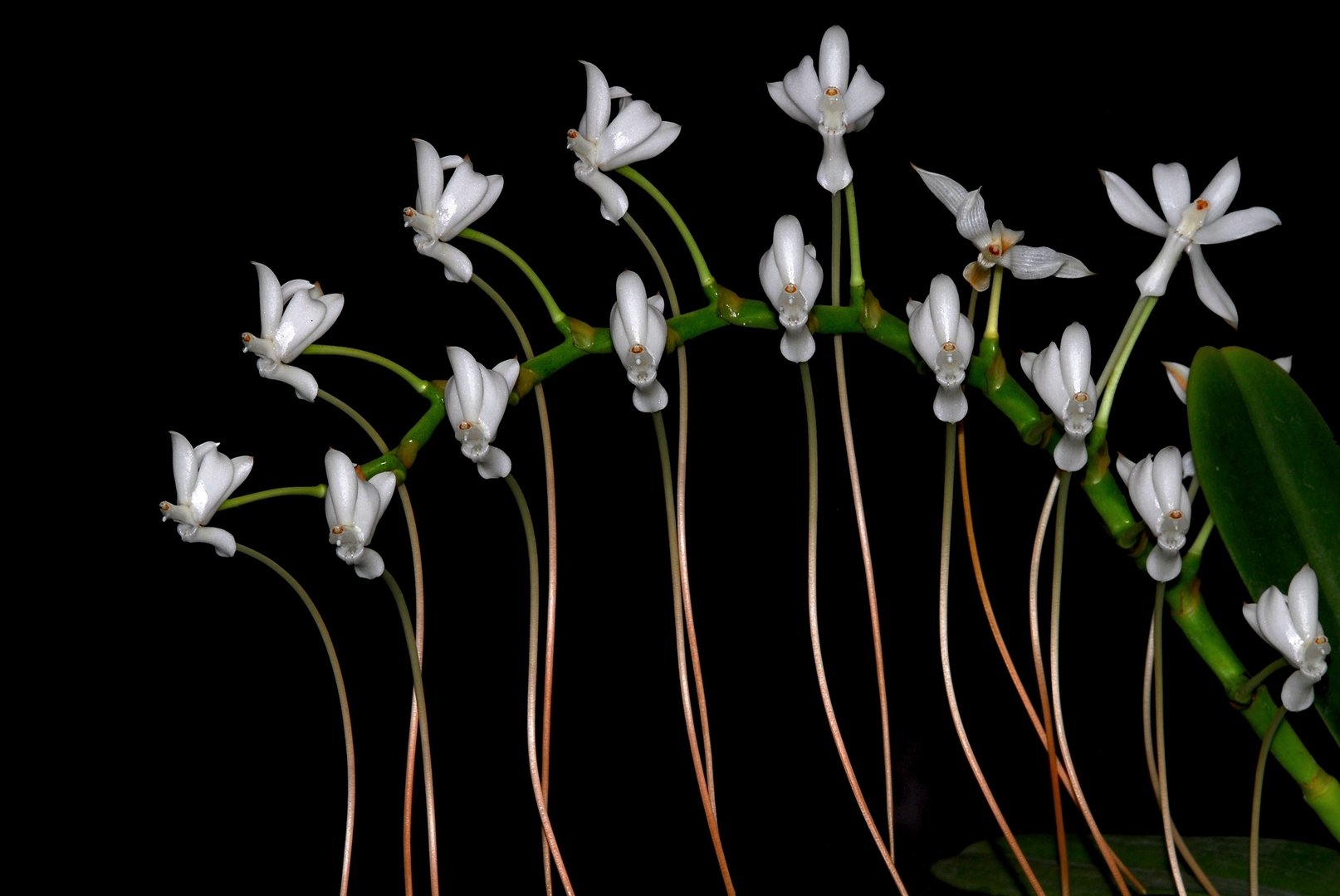 Ellis' aerangis