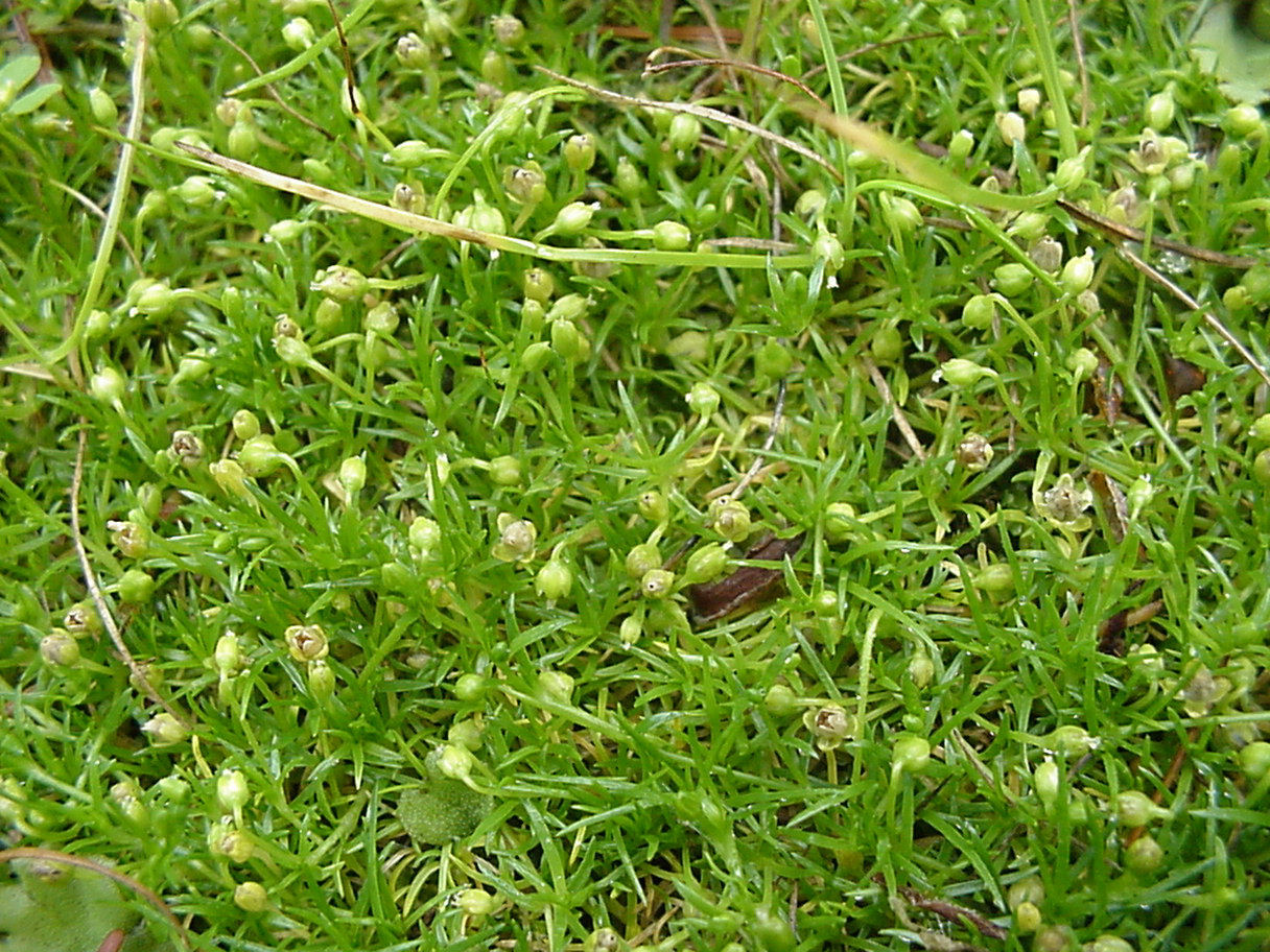 Winged poranthera