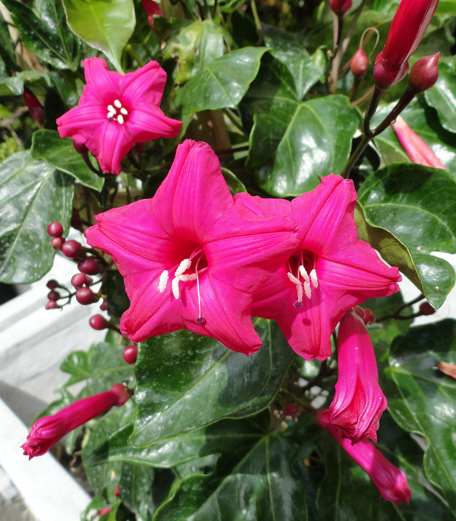 How to care for Princess vine - Complete Plant Care Guide | PlantSnap -  Plantsnap - Identify Plants, Trees, Mushrooms With An App