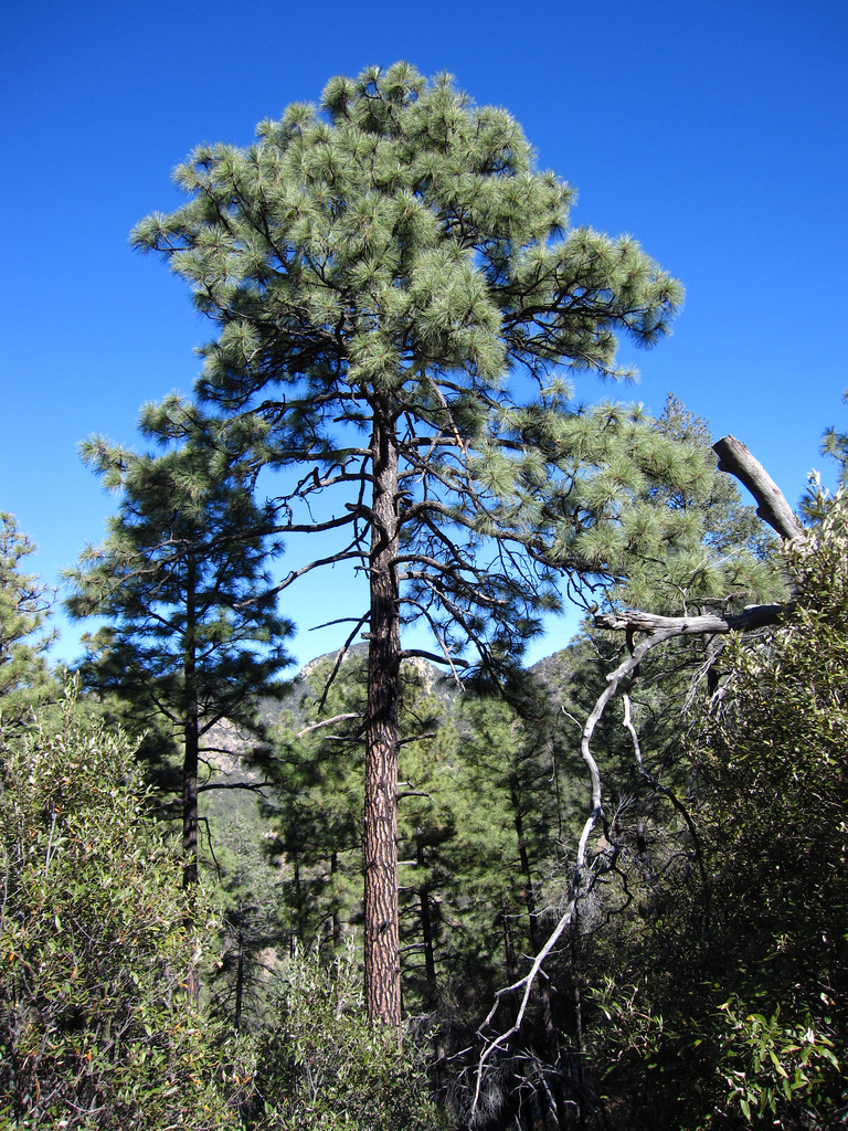 Ponderosa pine